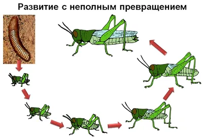 Облако знаний. Многообразие и значение насекомых: отряды с неполным  превращением. Биология. 8 класс