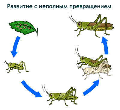 Коллекция «Развитие насекомых с неполным превращением (Саранча)» -  Оборудование для образования