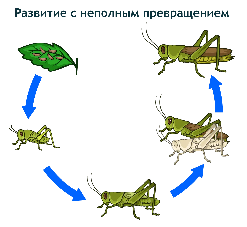 Развитие с метаморфозом у беспозвоночных. Неполный цикл развития насекомых. Схема развития насекомых с полным и неполным превращением.