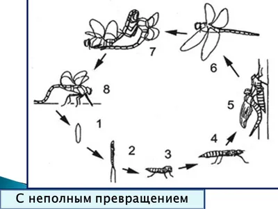 Какие этапы жизни есть у разных насекомых? Краткий гайд и понятные схемы |  Пикабу