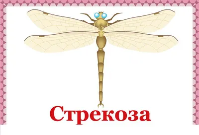 РАЗВИТИЕ РЕБЕНКА: Наглядно Дидактическое Пособие-Насекомые | Насекомые,  Животные игры, Животные