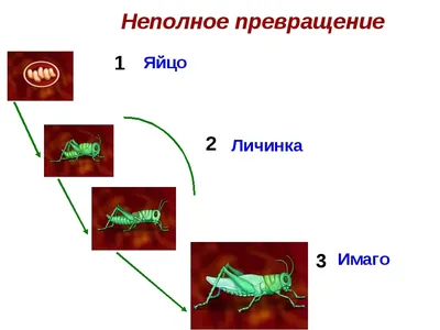 Рисование «Стрекоза» в технике «монотипия» (4 фото). Воспитателям детских  садов, школьным учителям и педагогам - Маам.ру