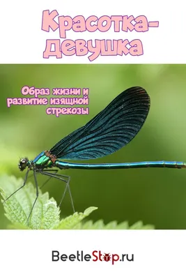 Стрекозы (Odonata) Республики Мордовия | Природа в объективе | Дзен