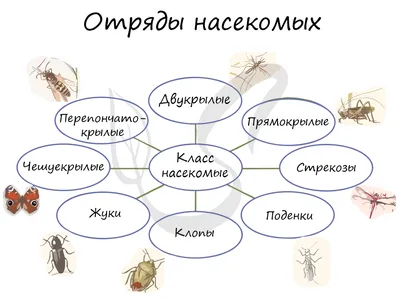 Цикл Жизни Стрекозы Последовательность Этапов Развития Стрекозы От Яйца До  Взрослого Насекомого — стоковая векторная графика и другие изображения на  тему Без людей - iStock