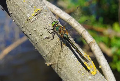 Стрекозы (Odonata) Республики Мордовия | Природа в объективе | Дзен