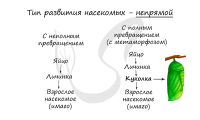 Стрекозы (Odonata) Республики Мордовия | Природа в объективе | Дзен