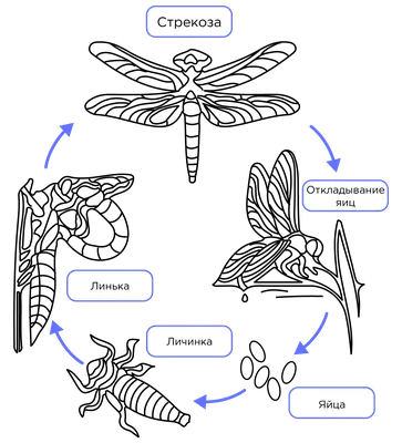 Жизненный цикл стрекозы - плакат купить и скачать