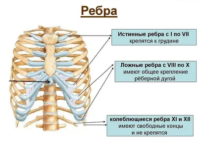 Строение ребер человека: анатомия и функции