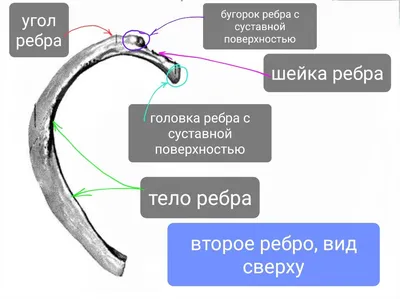 Ребра. | Заметки спортивного врача. | Дзен