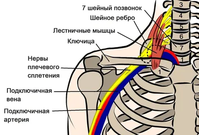 Найдите грудину с которой связаны ребра, образующие грудную клетку. Опишите  форму грудной клетки - Школьные Знания.com