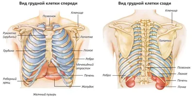 Грудная клетка - 3D-сцены - Цифровое образование и обучение Мozaik