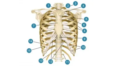 Деформация грудной клетки - причины появления, при каких заболеваниях  возникает, диагностика и способы лечения