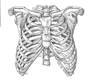 Ребра рисунок - 75 фото