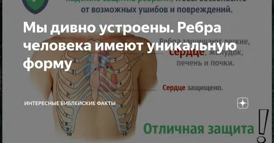 Мы дивно устроены. Ребра человека имеют уникальную форму | Интересные  Библейские факты | Дзен