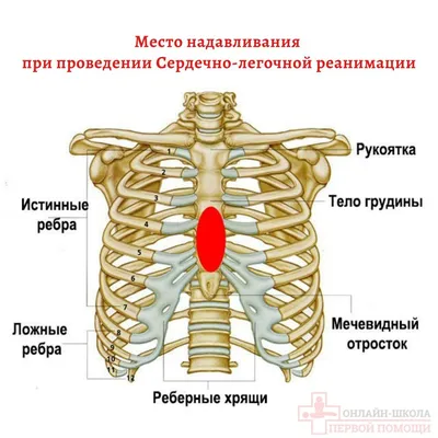 Шейные ребра: что может скрываться в вашей шее? | Доктор: просто о сложном  | Дзен