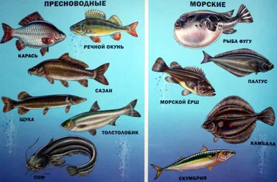 Речные рыбы - трехчастные карточки Монтессори купить и скачать