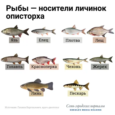 Топ 20 САМЫХ ИЗВЕСТНЫХ ПРЕСНОВОДНЫХ РЫБ в 2023 г | Пресноводная рыба, Рыба,  Рыбалка