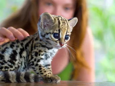 Самые редкие и дорогие породы кошек в мире — блог туриста Dasha1553 на  Туристер.Ру