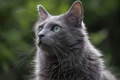 Самая редкая порода кошек в мире - 59 фото | Редкие породы, Кошки, Сервал