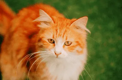 Редкие породы кошек: Бурманские кошки…» — создано в Шедевруме