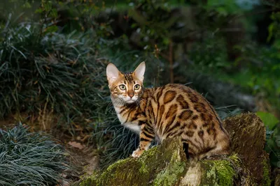 Самые редкие породы кошек в мире | •° Коты-Воители •° Amino