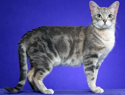 Редкие породы кошек привезли участники Международной выставки в Уссурийск -  