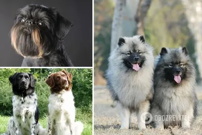 Ксолоицкуинтли: РЕДКИЕ ПОРОДЫ СОБАК | Dog People: Собаки и Люди | Дзен