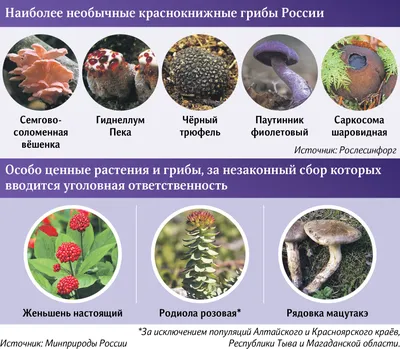 Госдума приняла закон о защите краснокнижных растений - ХФИЦ ДВО РАН