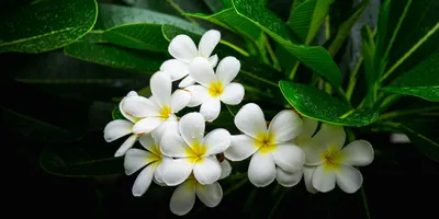 Самые дорогие и редкие цветы мира | 25 соток счастья! | Дзен