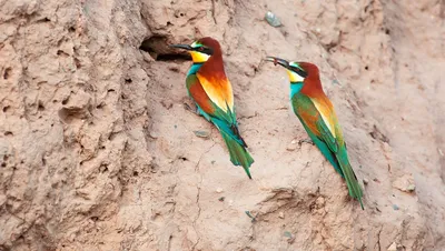 Фотографии редких птиц. Они прекрасны! | 1 день - 1 фото | Дзен