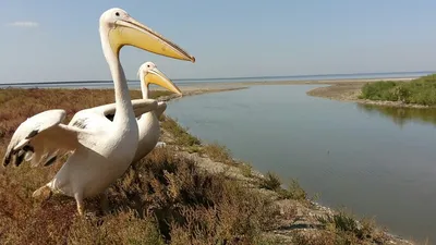 Верх коршунства. В Сочи ради забавы массово отстреливают редких птиц |  ПРОИСШЕСТВИЯ: События | ПРОИСШЕСТВИЯ | АиФ Краснодар