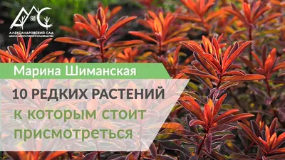 Новые виды редких растений и грибов нашли в Республике Коми | Русское  географическое общество