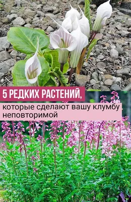 Представители ПГУ и школьники Пензы приступили к созданию участка редких  растений Пензенской области и России — Пензенский государственный  университет