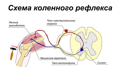 Reflexes | Primitive Reflexes | What Are The Types Of Reflexes