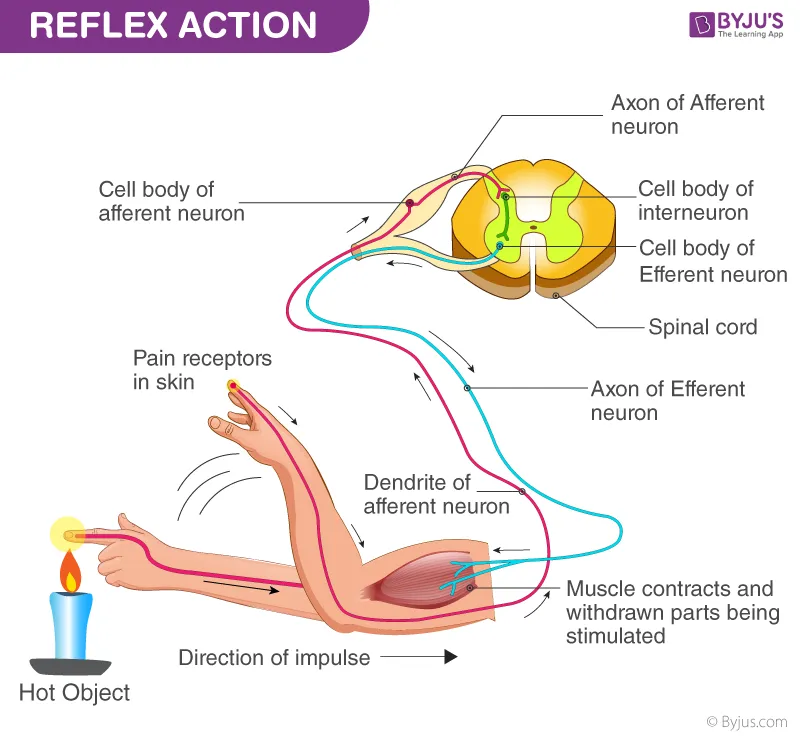 Reflex Arc. Reflex Actions. Reflex Arch. Reflex Arc Complex.