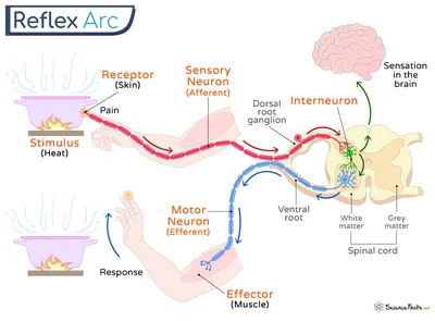 Stretch reflex (myotatic reflex): Definition, pathway | GetBodySmart