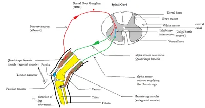 Frontiers | Spinal Reflex Control of Arterial Blood Pressure: The Role of  TRP Channels and Their Endogenous Eicosanoid Modulators