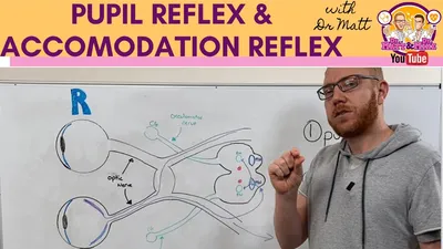 The knee-jerk-and withdrawal reflexes. (a) The knee-jerk reflex... |  Download Scientific Diagram