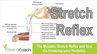 The Withdrawal Reflex – Afferentology