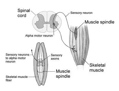 Moro Reflex in Babies: What To Expect During the Newborn Stage