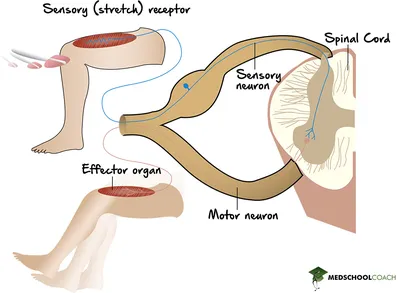 Reflex Arc - Definition, Steps, Components, and Diagram