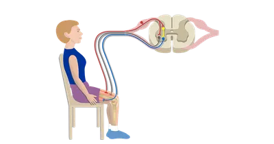 File:Imgnotraçat arc reflex  - Wikipedia