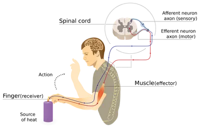 Patellar reflex - 3D scene - Mozaik Digital Education and Learning