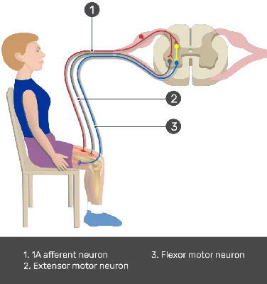 Flexion withdrawal reflex (polysynaptic reflex) Stock Vector | Adobe Stock