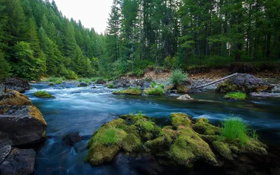 Красивая река в лесу - 68 фото