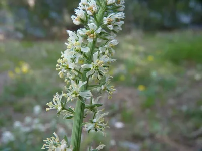 Reseda alba L., Резеда белая (World flora) - Pl@ntNet identify