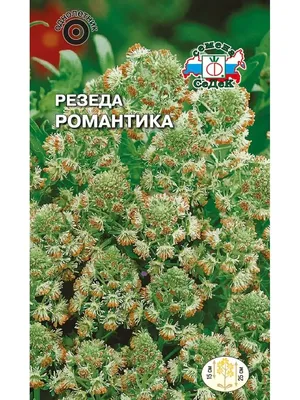 1908 год. Цветы, Резеда желтая и Солнцецвет