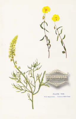 Reseda luteola L., Резеда жёлтенькая (World flora) - Pl@ntNet identify