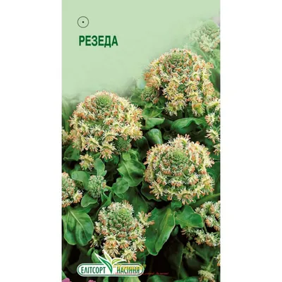 Резеда жёлтая (Reseda lutea) - PictureThis