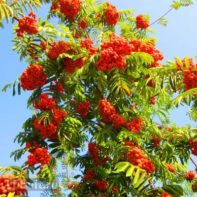 Рябина обыкновенная Пендула (Sorbus aucuparia Pendula)